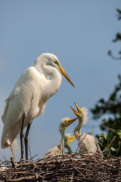 Florida-Anastasia Island Great egret parent feeding chicks on nest